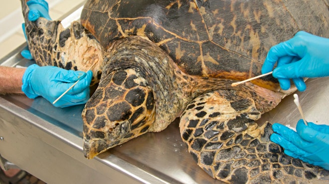 Turtle Transport release.jpg